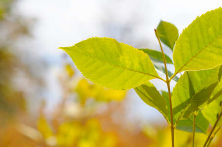 Young spring green leaves close-up on a blurred backgroundの写真素材