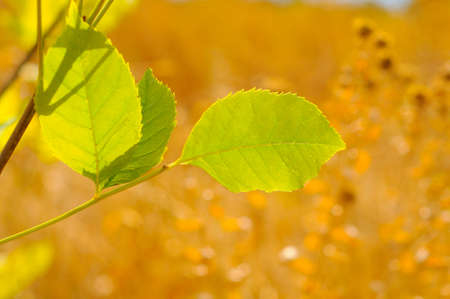 Young spring green leaves close-up on a blurred backgroundの写真素材