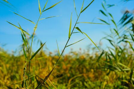 Stems of green young thin reeds against the blue skyの写真素材