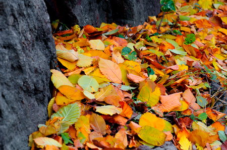 Autumn yellow dry leaves among stonesの写真素材