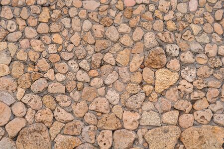 background of yellow shellfishの写真素材