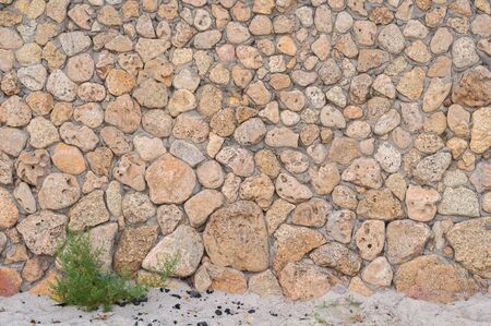background of yellow shellfishの写真素材