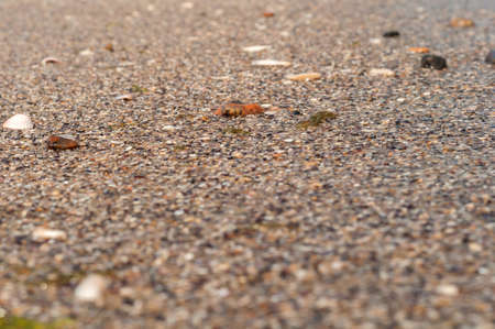 Background with sea sandの写真素材