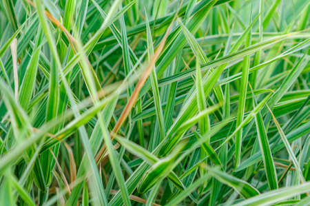 Background with green striped grassの写真素材