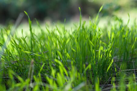 sprouted young green spring grassの写真素材