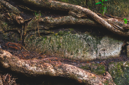 background from an old wall erected from rough gray granite stones with green moss and sprouted between the stones of the roots of a tree.の写真素材