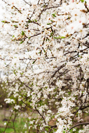 Blooming sweet cherry tree, with blooming white flowers and young green leavesの写真素材