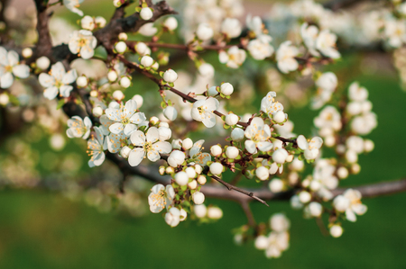 A blooming cherry tree, a branch close-up with white flowers and young green leaves, against the background of green grassの写真素材