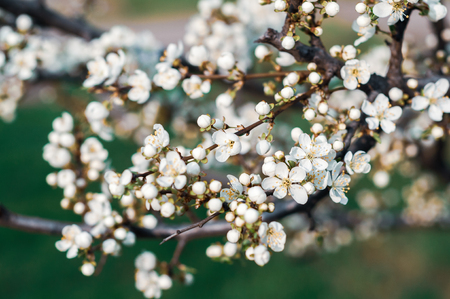 Blossoming cherry tree, a branch close-up with blooming white flowers and young green leaves on a background of blurred white flowersの写真素材