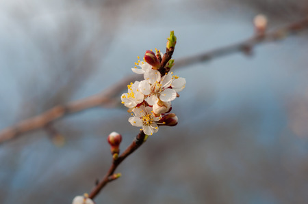 Blossoming cherry tree, a branch close-up with blooming white flowers and young green leaves against a blue skyの写真素材