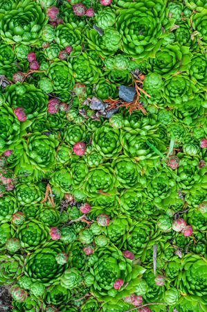 background of young green and small purple succulent plants. Sempervivum beetle known as Stone Rose.の写真素材