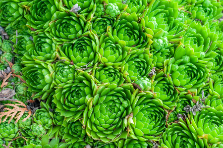 background of young green plants of succulents. Rejuvenated Sempervivum also known as the Stone Rose.の写真素材