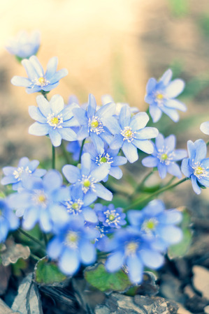 Background of field bright and beautiful blue flowersの写真素材