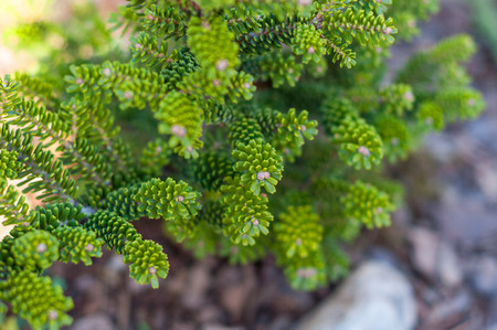 background of a young growing green plant with young green leaves on a blurred backgroundの写真素材