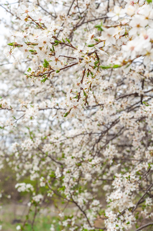 Blooming sweet cherry tree, with blooming white flowers and young green leavesの写真素材