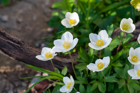 many colors japanese anemone with white petals and yellow pistils close-up on flowerbedの写真素材