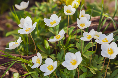 many colors japanese anemone with white petals and yellow pistils close-up on flowerbedの写真素材