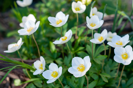 many colors japanese anemone with white petals and yellow pistils close-up on flowerbedの写真素材