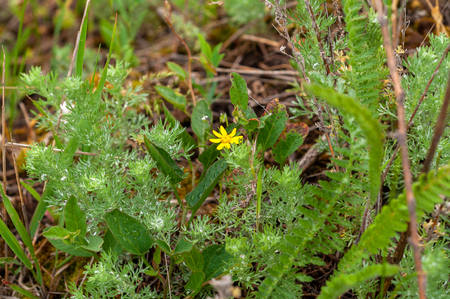 background of various green plants and tall wildflowers of yellow on the lawnの写真素材