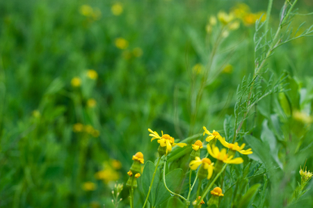 background of various green plants and tall wildflowers of yellow on the lawnの写真素材