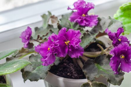 Bright purple violets with green leaves on the windowsillの写真素材