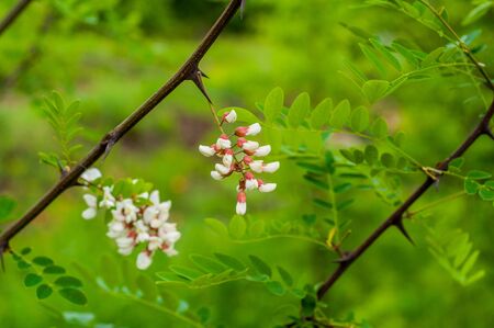 The branches of acacia on the background of green grass and bright foliageの写真素材