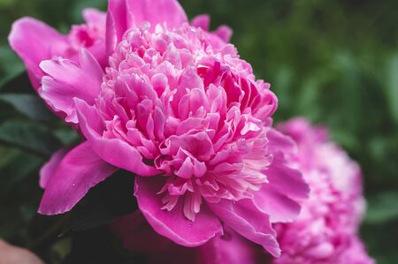 Bright pink blooming peonies on the background of grass and green leavesの写真素材