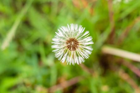 Dandelion on the background of bright, rich green grass and earthの写真素材