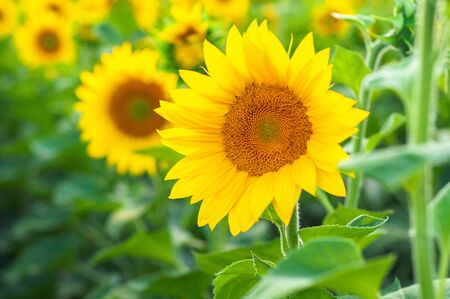 Bright yellow-orange blossoming sunflower on a background of sunflowersの写真素材