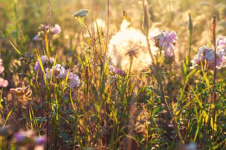 Dandelions on the background of grass, wildflowers and the bright rays of the sunの写真素材