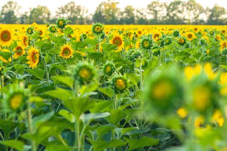 Bright yellow-orange sunflowers against the background of sunflowersの写真素材