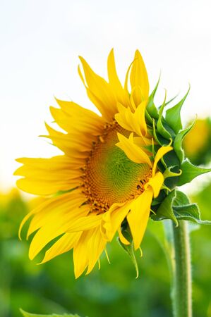 Bright yellow-orange blooming sunflower on a background of green grass and skyの写真素材