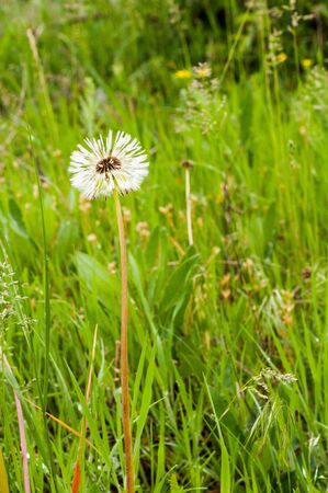Dandelion on the background of bright, rich green grass and earthの写真素材