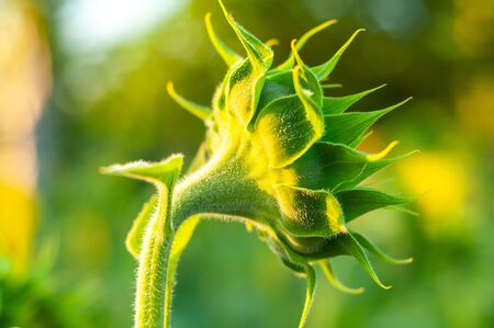 Bright yellow-orange sunflower against the background of sunflowersの写真素材