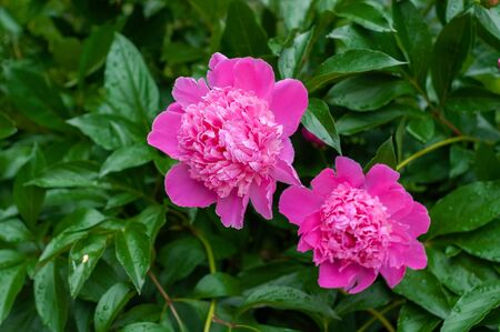 Bright pink blooming peonies on the background of grass and green leavesの写真素材
