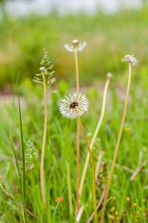 Dandelions on the background of bright, saturated green grass and earthの写真素材