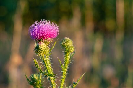 beautiful bright meadow purple flowers of a thistle, silybum marianumの写真素材
