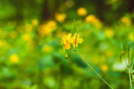 many flowers of celandine with yellow petals and yellow pistils close-up among field plantsの写真素材