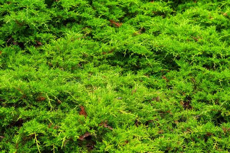 horizontal background of thin young green thuja twigs close-upの写真素材