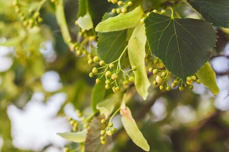 Branch of linden tree with green flowers not blooming close upの写真素材