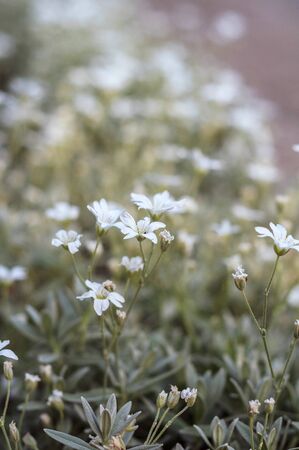 Small spring meadow flowers of white color with green leaves and meadow plantsの写真素材
