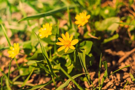 Blooming yellow flowers in the green grass on the background of the earthの写真素材
