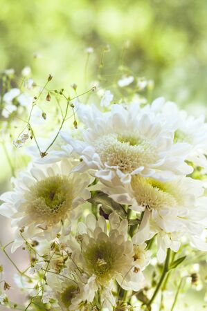Bouquet of delicate beautiful flowers of white chrysanthemums close upの写真素材