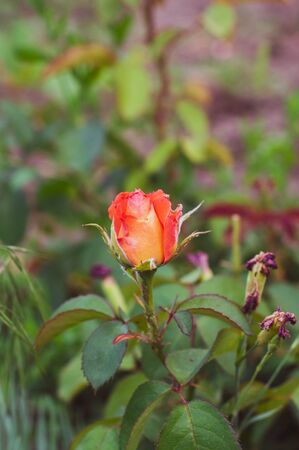 beautiful red-orange blooming rose bud with green leaves close-upの写真素材