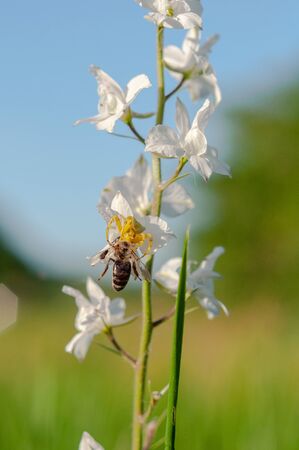 yellow spider caught a bee on a bunch of white wild flowers on a blurred background of green grass of trees and blue skyの写真素材