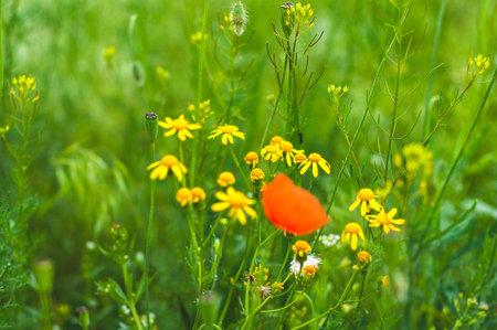 one red and many yellow cowslip flowers among field grassの写真素材