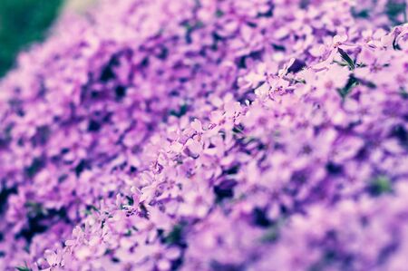 many small purple flowers buddleia with a close-up on a flowerbedの写真素材