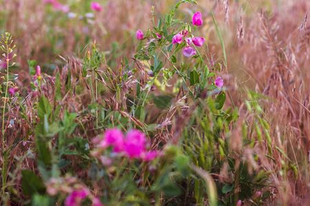 Background of field grass plants with seeds and violet flowersの写真素材