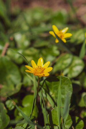 Blooming yellow flowers in the green grass on the background of the earthの写真素材