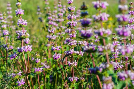 Beautiful small purple flowers on the stems of a green plant on a background of green grassの写真素材